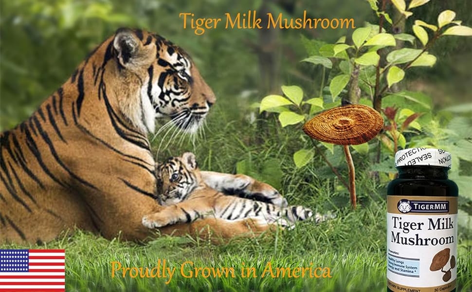 Tiger Milk Mushroom Lignosus rhinocerus lung health