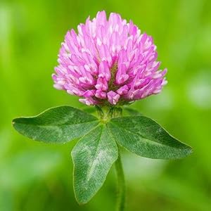 Red Clover for Breast Enhancement